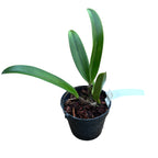 Rlc. Amazing Thailand 'Magician' - flori parfumate