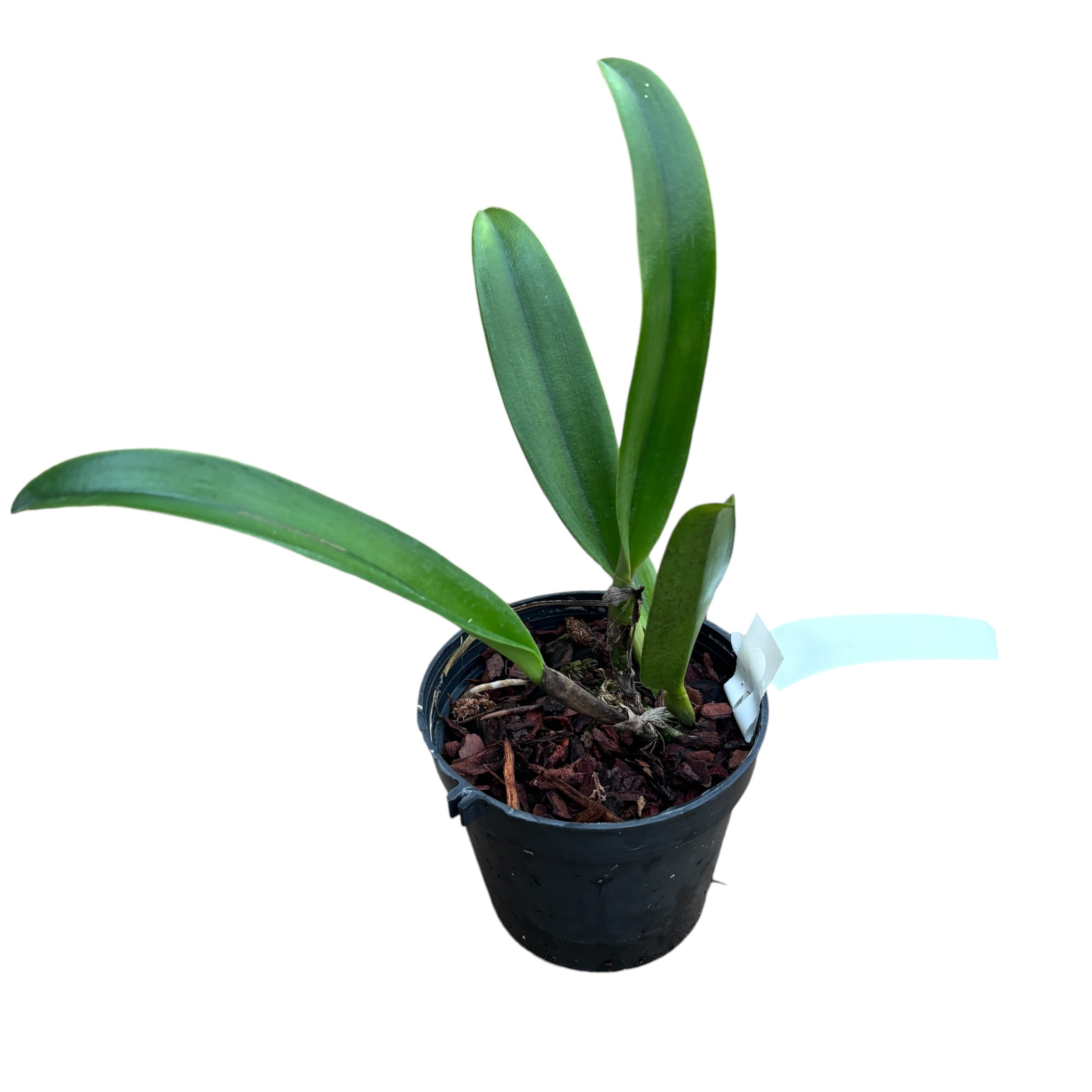 Rlc. Amazing Thailand 'Magier' - duftende Blumen