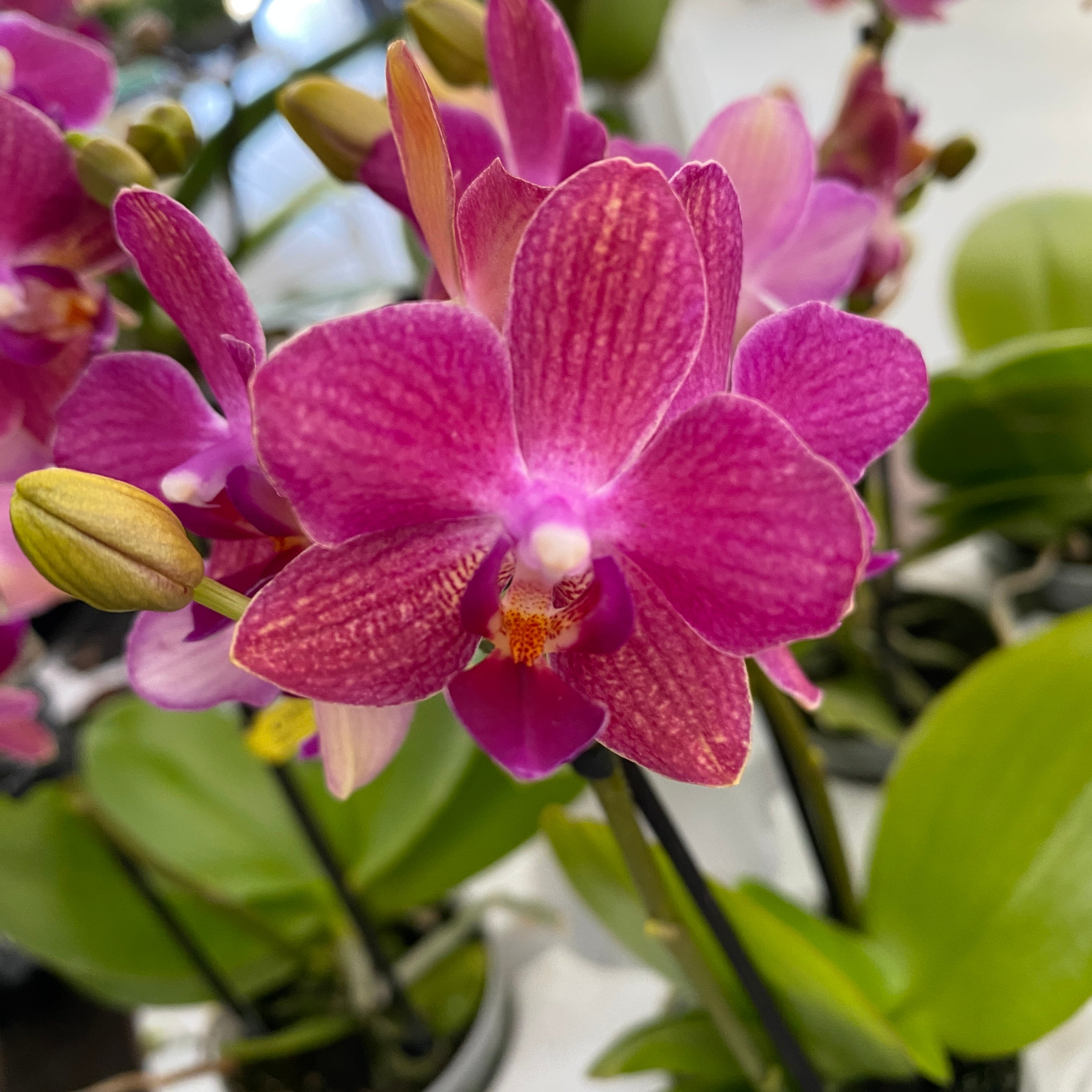Phalaenopsis Lobke parfumat