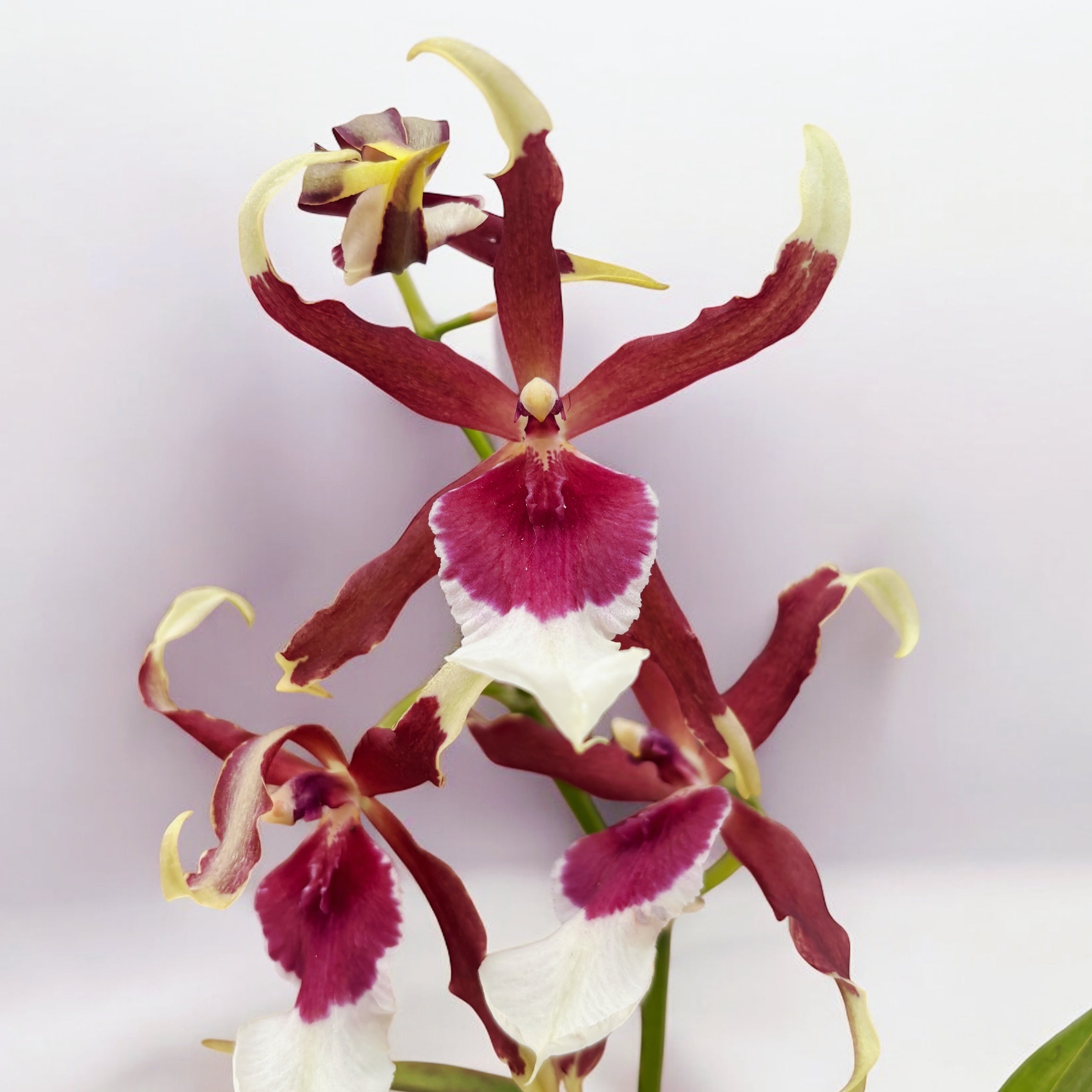 Beallara Eurostar * duftende Blumen