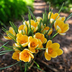 Crocus ‘Romance’ – brandusa galben-pal, una dintre cele mai timpurii infloriri de primavara