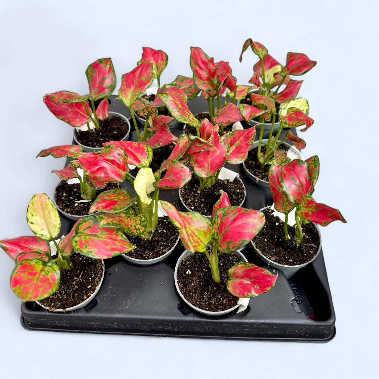 aglaonema cvijet Aglaonema 'Rich Red' (mlada biljka) – Secret Garden Plant Shop