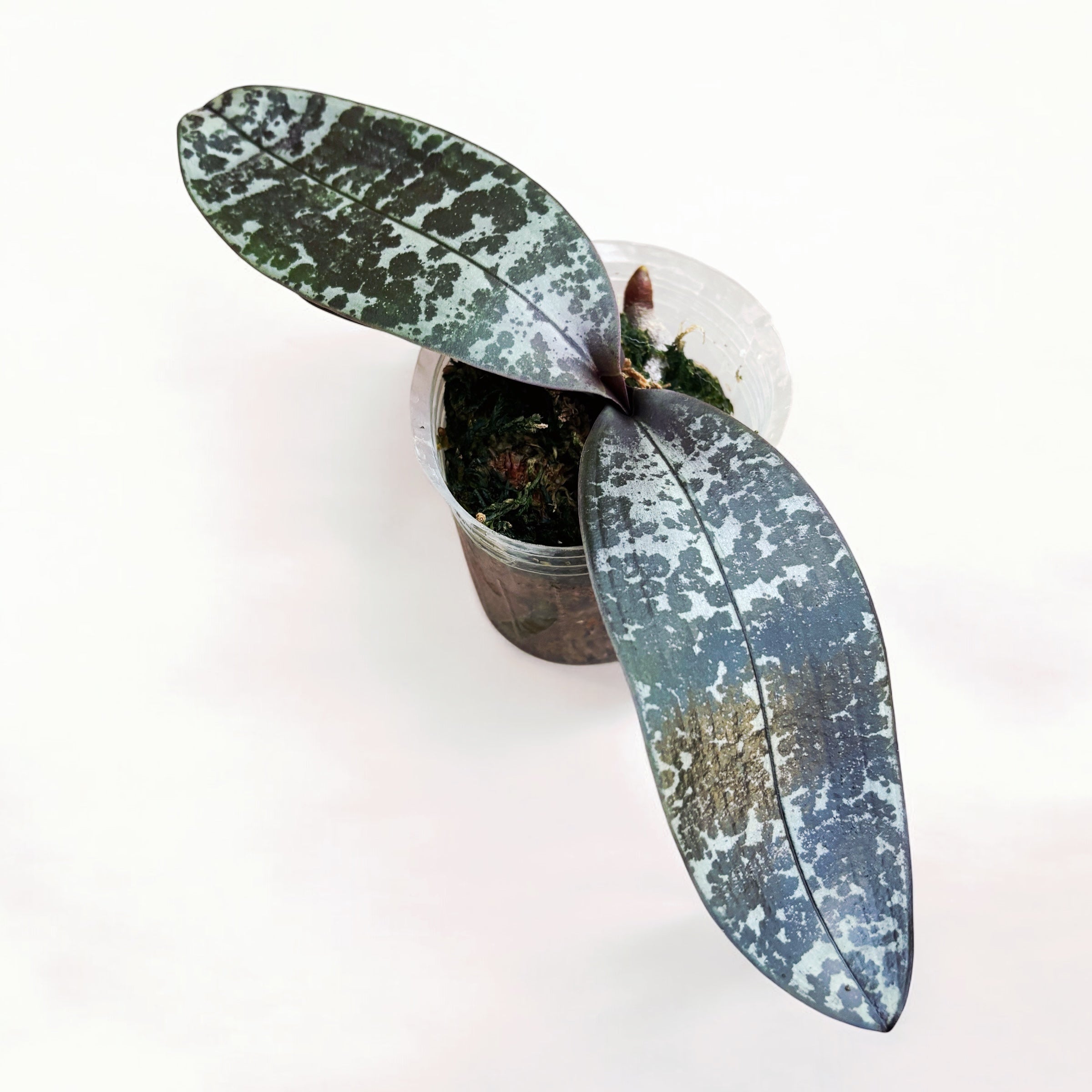 Phalaenopsis philippinensis (Silver Leaves)