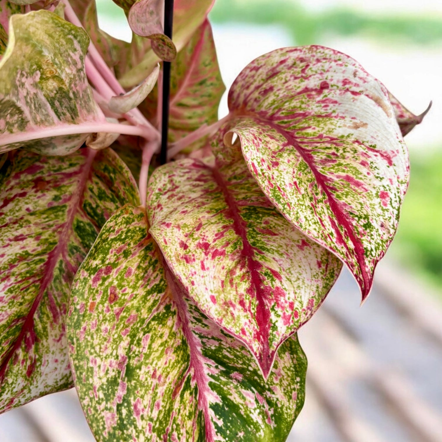 Aglaonema Painted Celebration - exemplare XL – Secret Garden Plant
