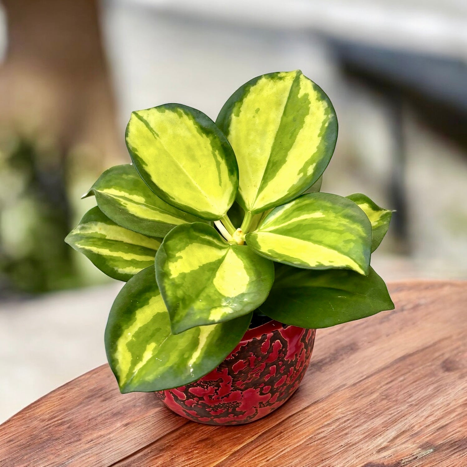 Hoya pachyclada 'Variegata' - flori parfumate