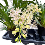 Cymbidium Sarah Jean 'Rose on Ice' (curgator)
