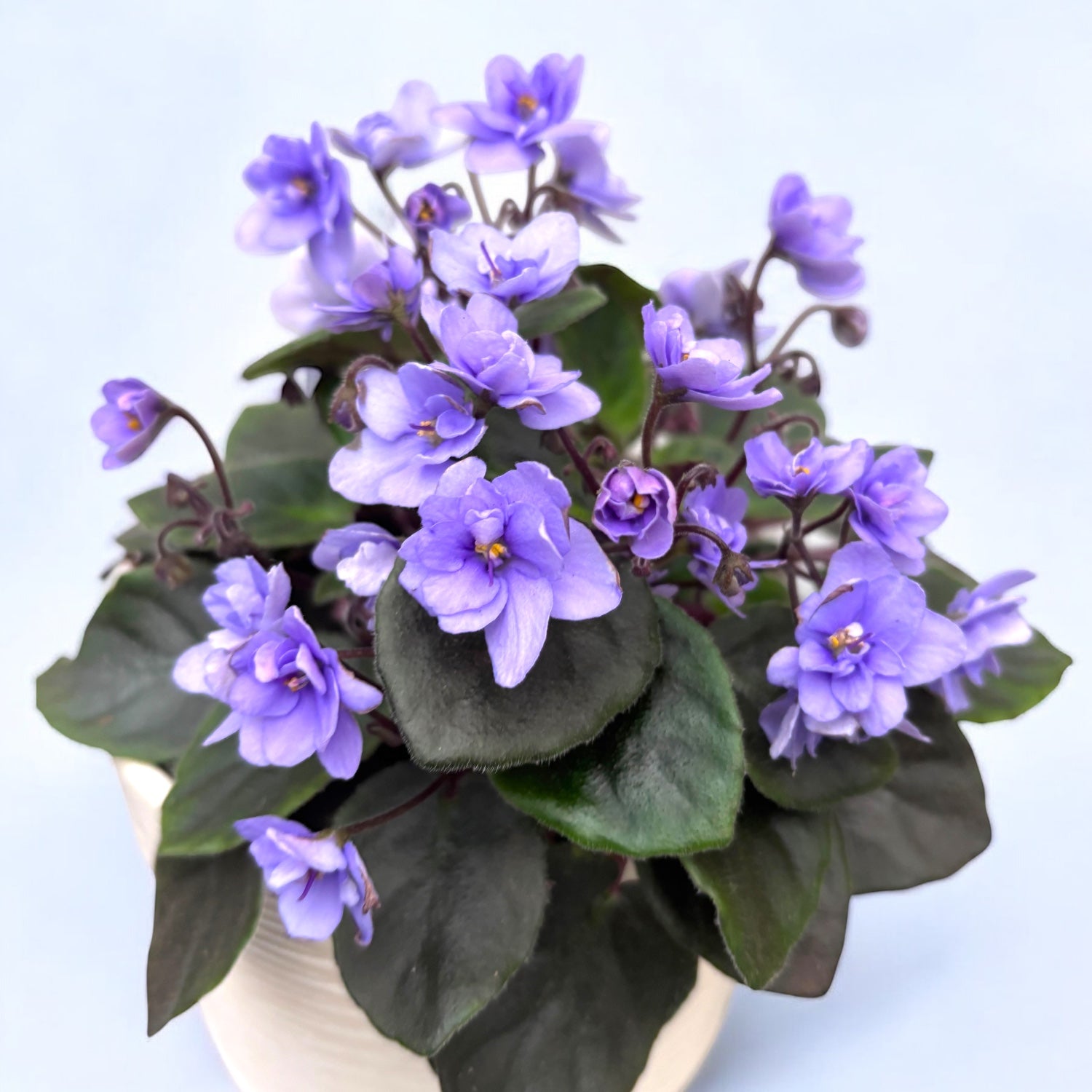 Saintpaulia Mini Blue - posebne ljubičice