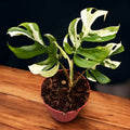 Monstera minima 'Variegata' (Rhaphidophora tetrasperma 'Variegata')