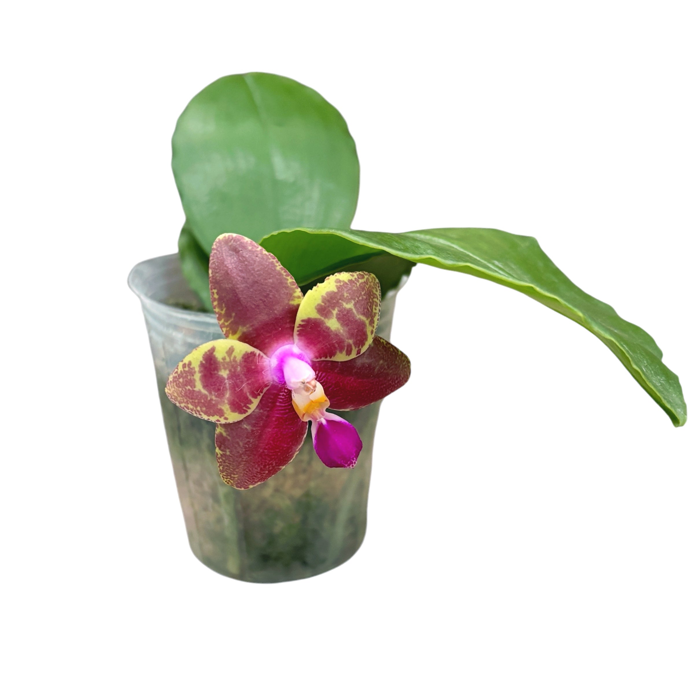 Phalaenopsis Miki Cherry Tree 'Snake' - parfumata