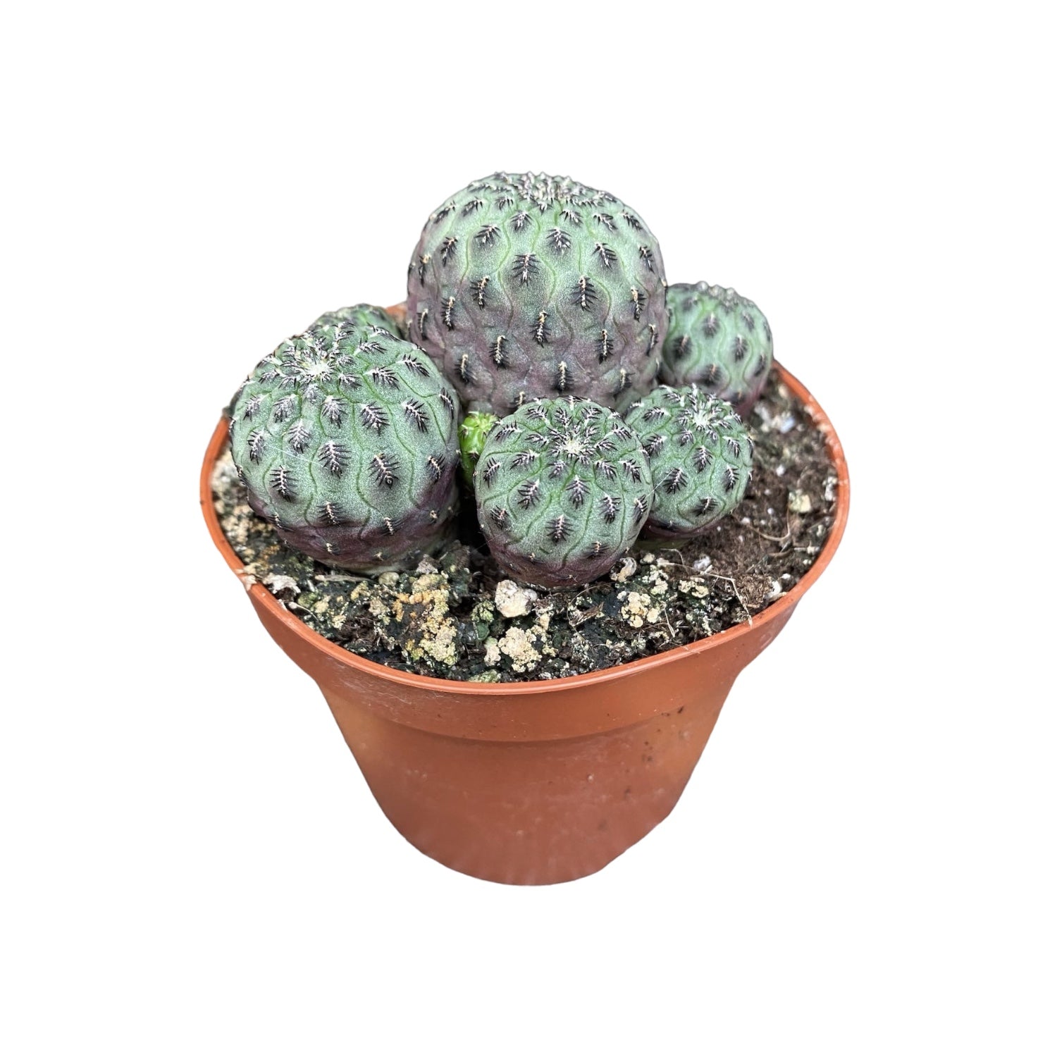 Purple Cactus (Sulcorebutia Rauschii) -  cactus miniatural cu coloratie mov-purpurie spectaculoasa