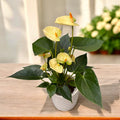 Anthurium Vanilla - elegant flower with vanilla accents