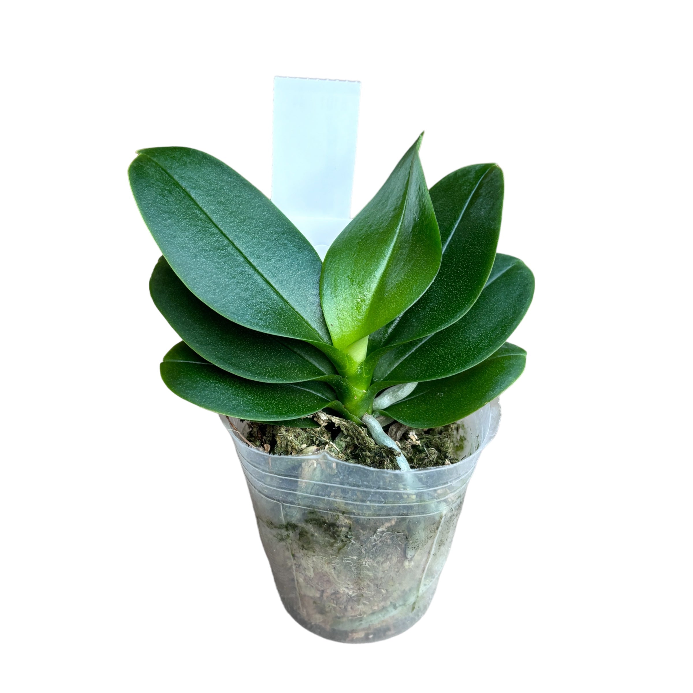 Phalaenopsis Lioulin Traube (pelorisch - Schmetterling)