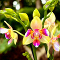 Phalaenopsis I-Hsin Venus peloric - flori intens parfumate