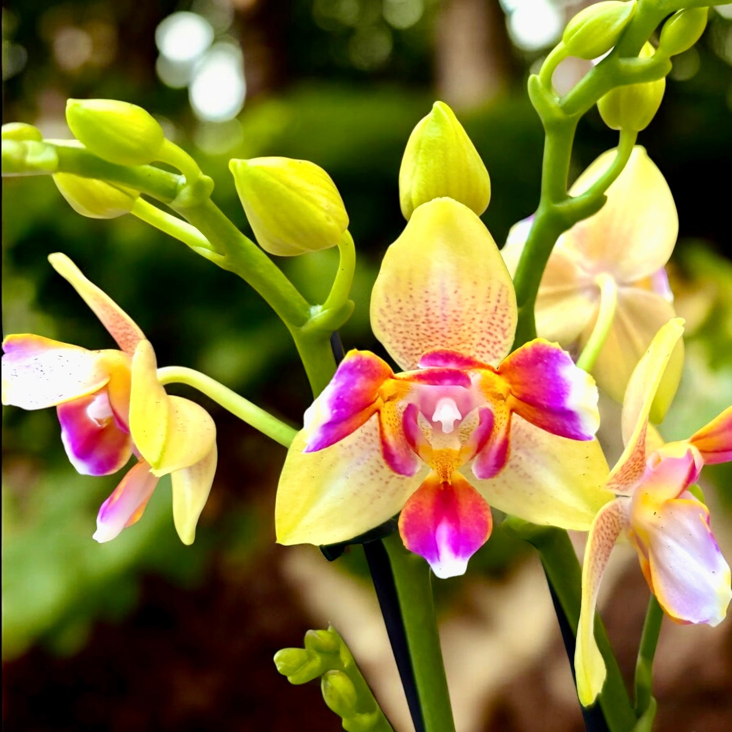 Phalaenopsis I-Hsin Venus pelorica - fiori intensamente profumati