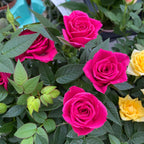 Trandafiri pitici de gradina (3 plante/ghiveci)