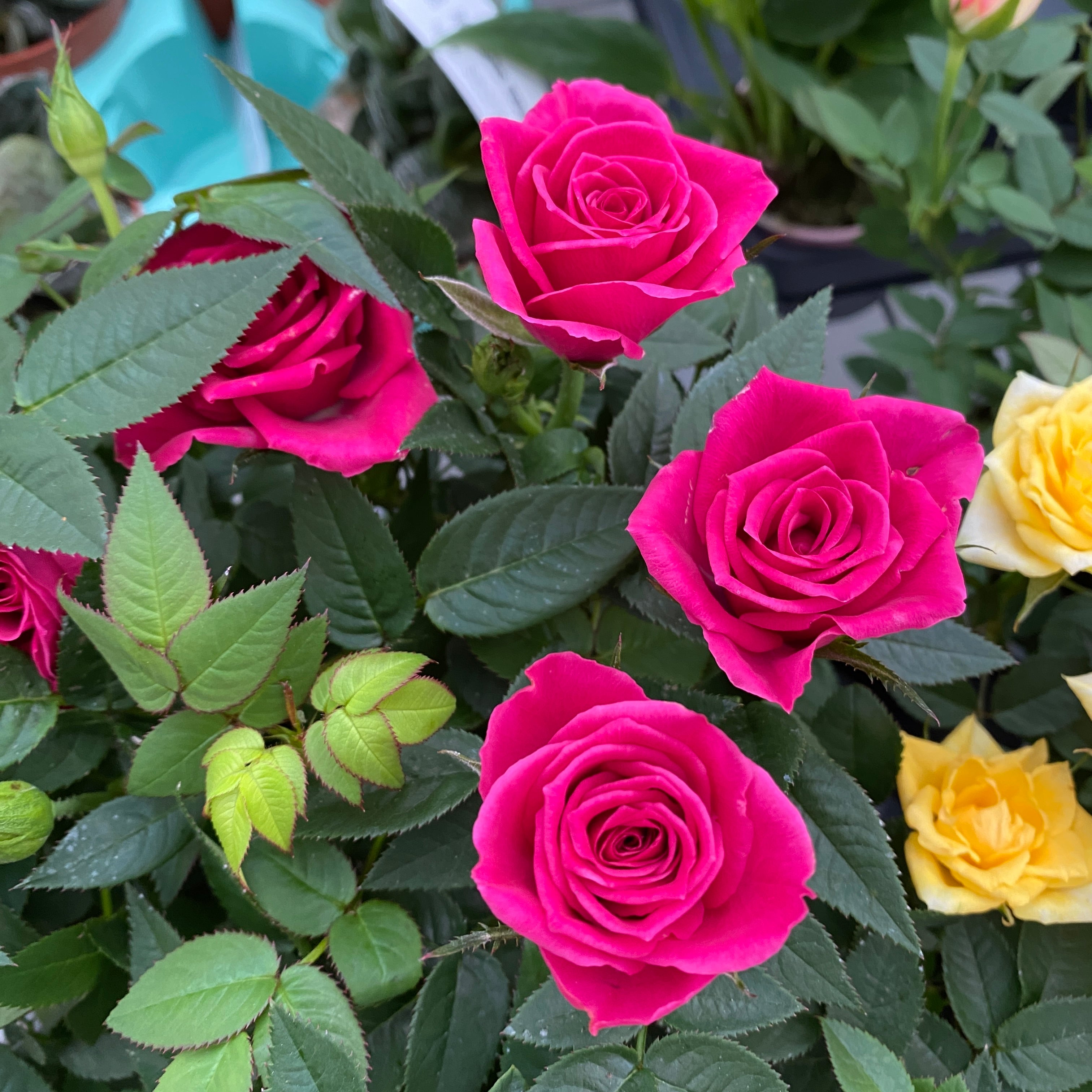 Trandafiri pitici de gradina (3 plante/ghiveci)