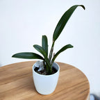 Rth. Shinfong Dawn (C. Koolau Seagulls x Rth. Love Passion)