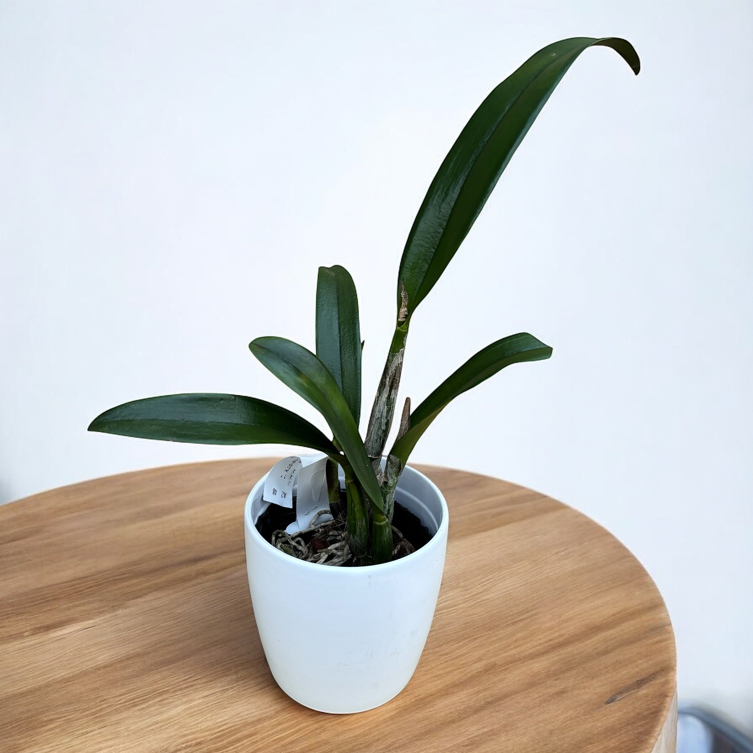 Rth. Shinfong Dawn (C. Koolau Seagulls x Rth. Love Passion)