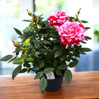 Trandafiri pitici bicolori Rosa ‘Ganna’ - parfumati (3-4 plante/ghiveci)