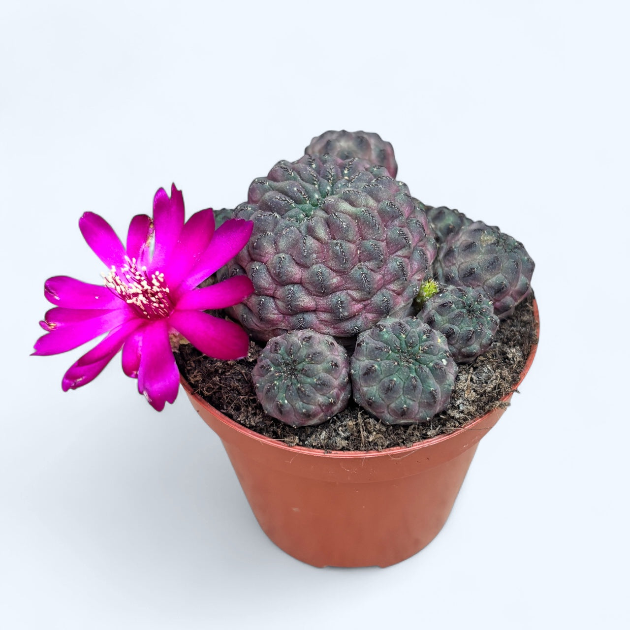Purple Cactus (Sulcorebutia Rauschii) -  cactus miniatural cu coloratie mov-purpurie spectaculoasa
