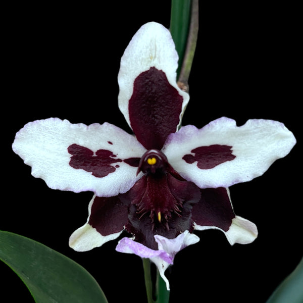 Aliceara (Beallara) scented