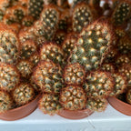 Mammillaria elongata rubra (Ujjhegy-kaktusz)
