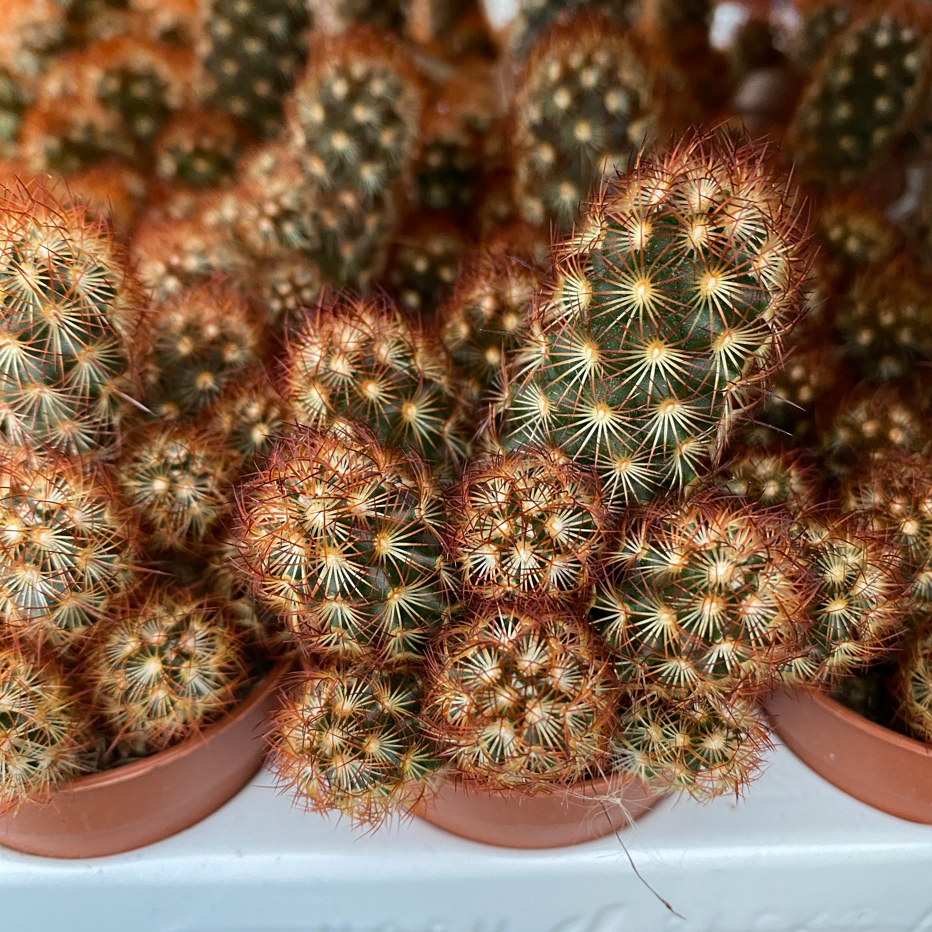 Mammillaria elongata rubra (Ladyfinger Cactus)