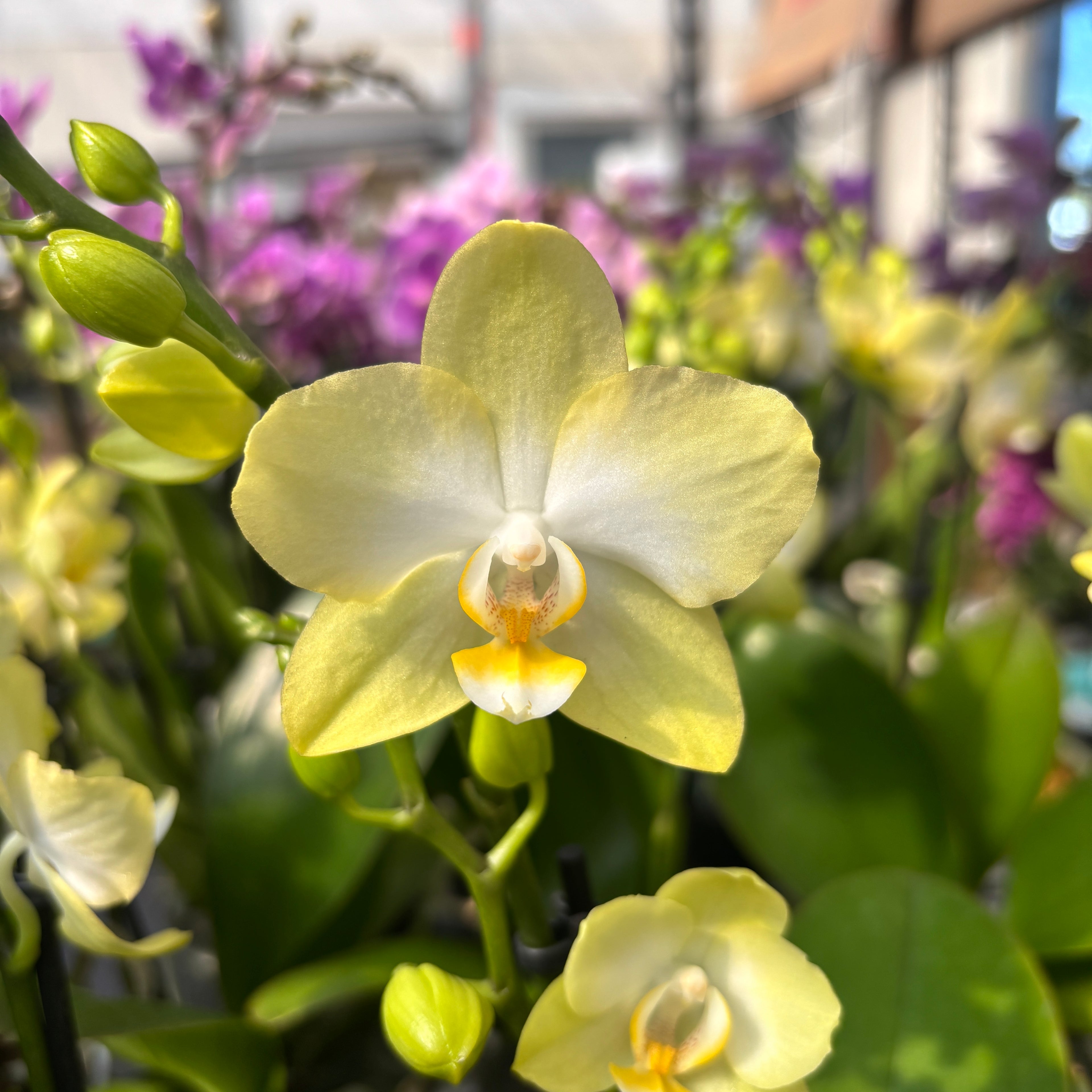 Phalaenopsis Totally Bananas