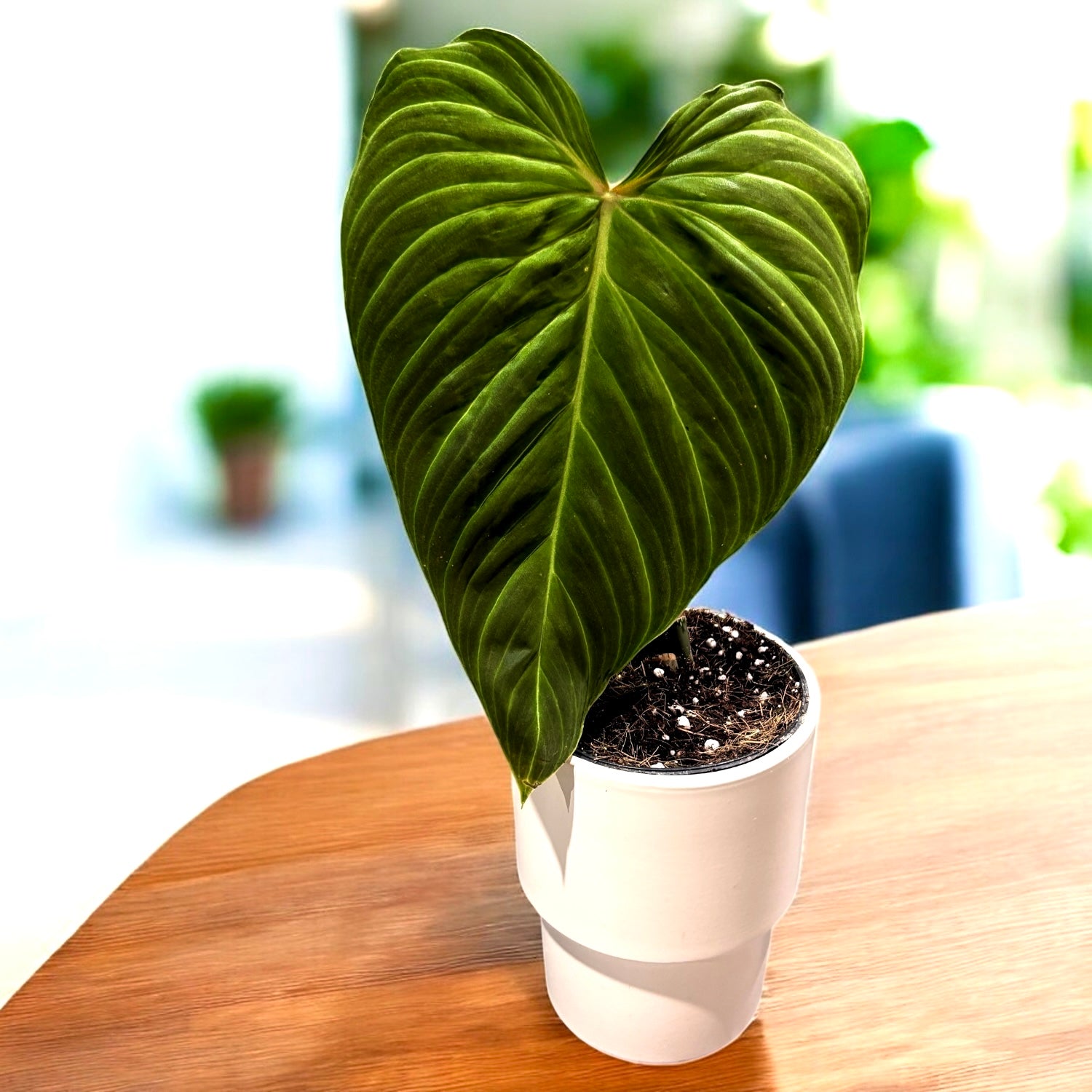 Philodendron Splendid (Verrucosum X Melanochrysum) - frumusete tropicala cu frunze catifelate