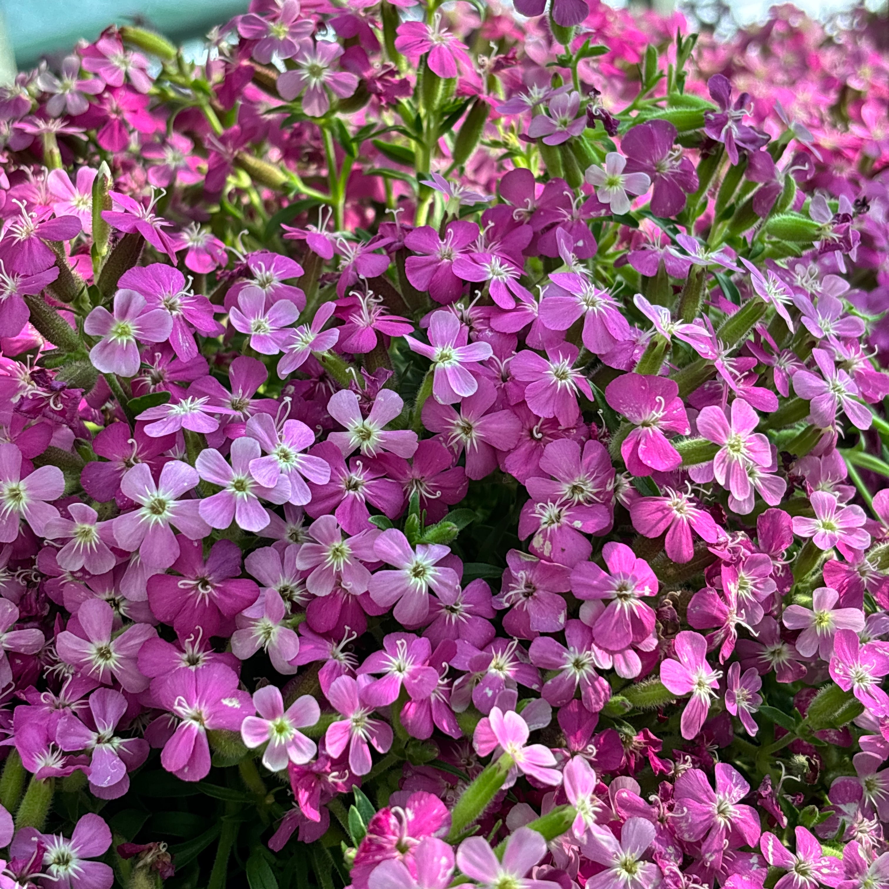 Saponaria ‘Bressingham’ – sapunarita perena cu flori roz decorative