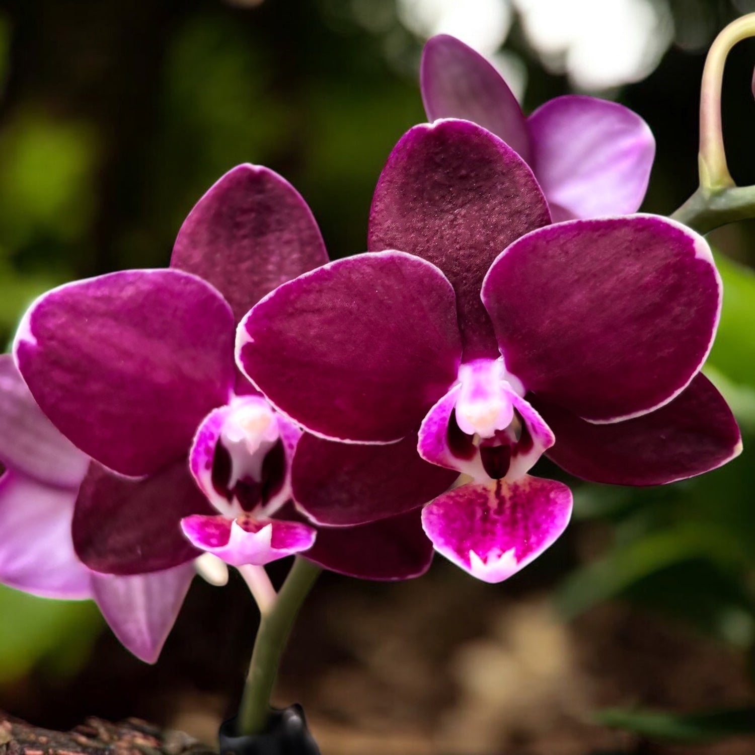 Phalaenopsis spécial avec fleurs cireuses