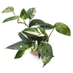Epipremnum Pinnatum variegated 3pp - strong variegation