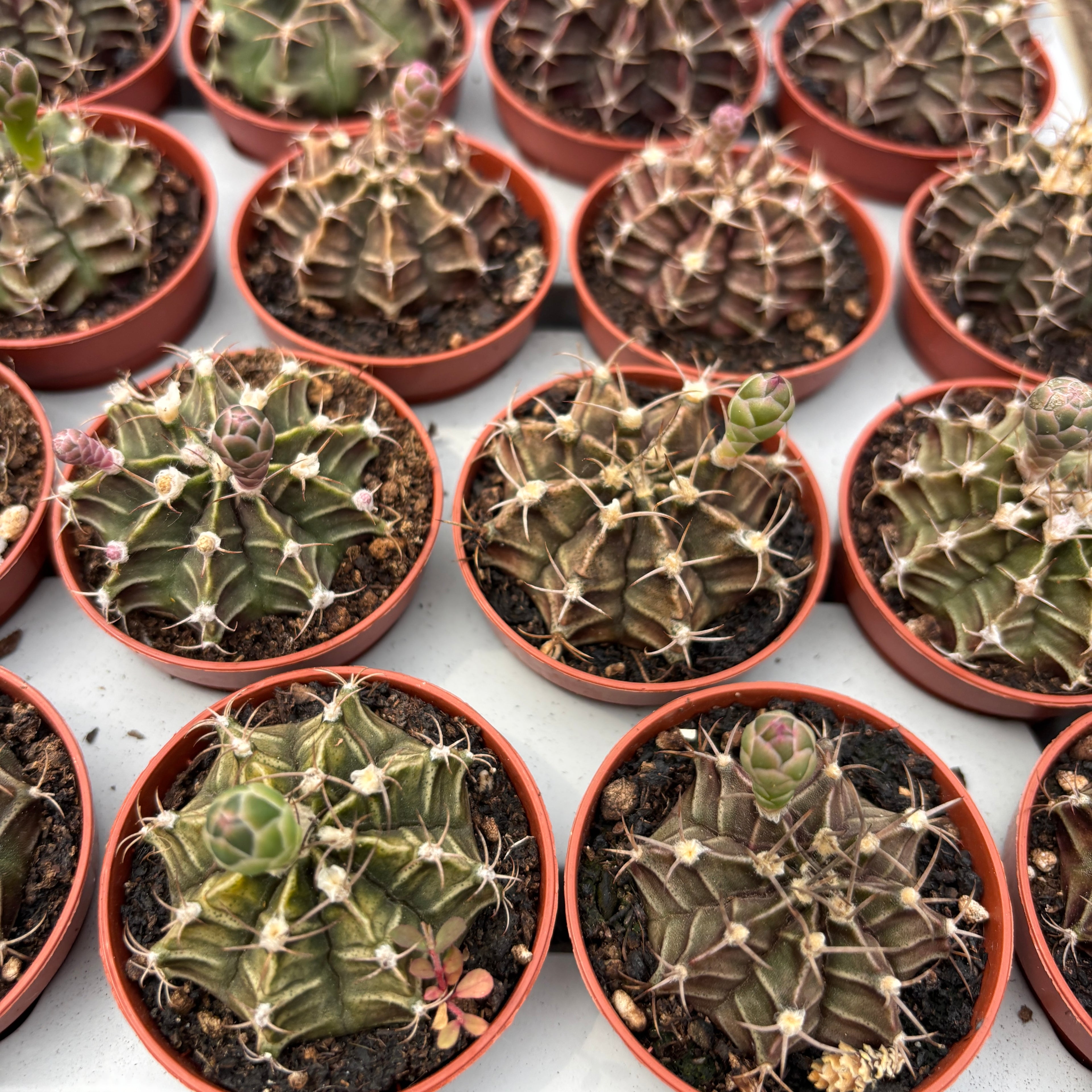 Gymnocalycium mihanovichii - globular cactus with spectacular flowering