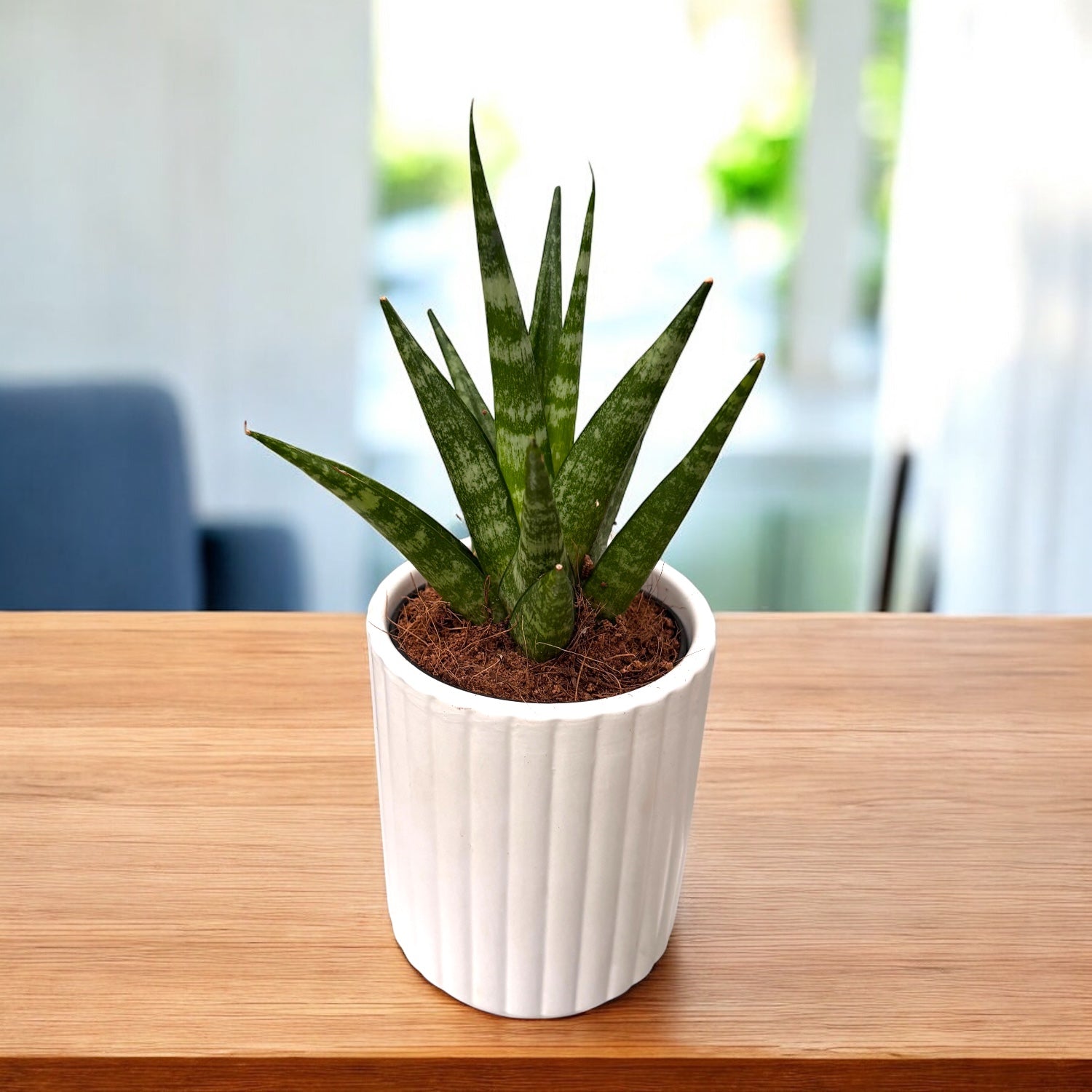 Sansevieria 'Dancing Queen'