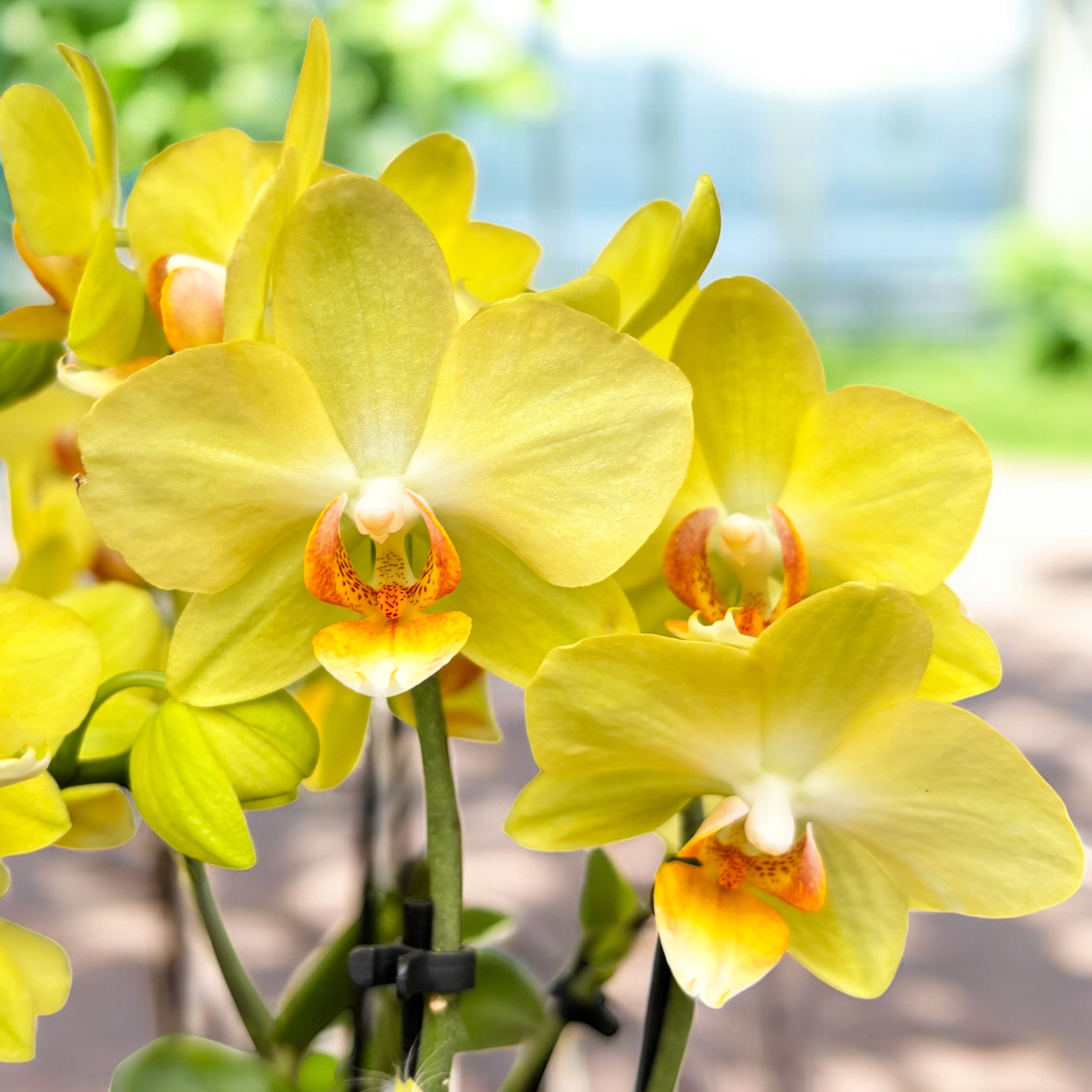 Phalaenopsis Anthura Albenga (miniatura)