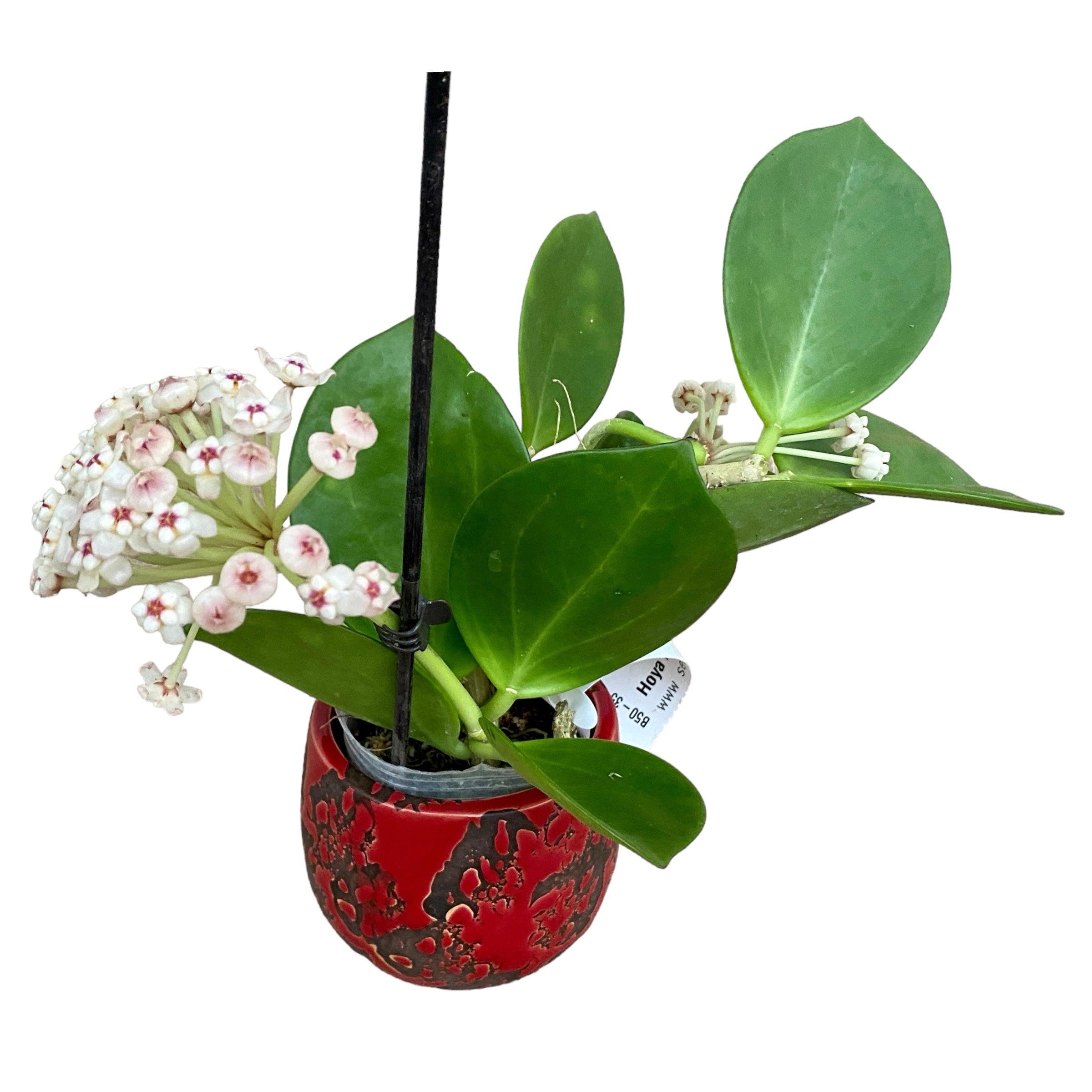 Hoya pachyclada 'Red Corona' - flori parfumate