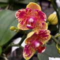 Phalaenopsis Sogo Vieker (pélorique)