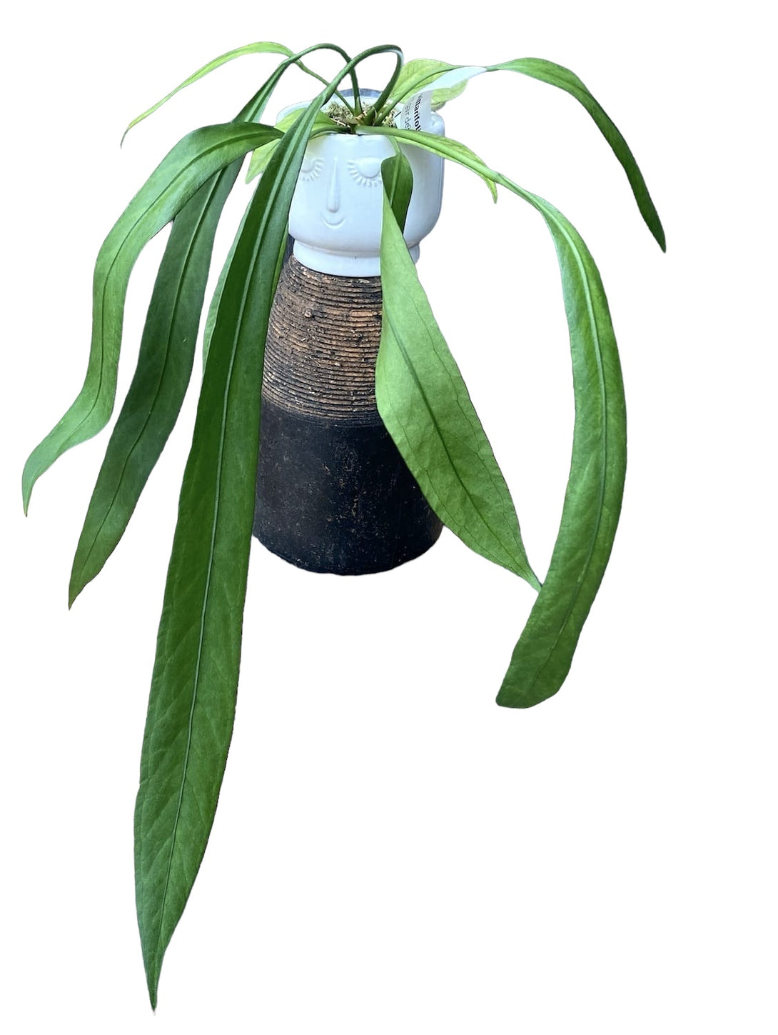 Anthurium vittarifolium