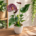 Anthurium ‘Chelsey Chocolate’ - näyttävät kukat