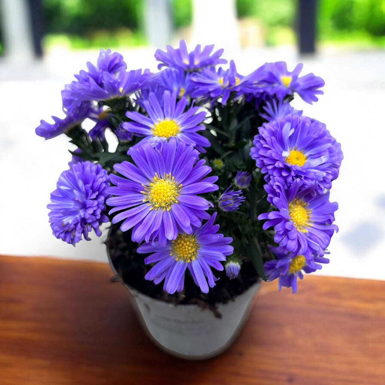 Aster dumosus Blue - Bushy Asters, aster pitic de toamna cu inflorire abundenta
