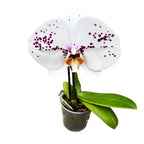 Phalaenopsis Singolo Owari - floarea XXL