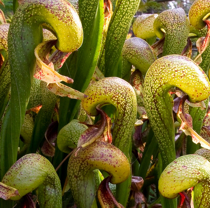 Darlingtonia californica - planta carnivora