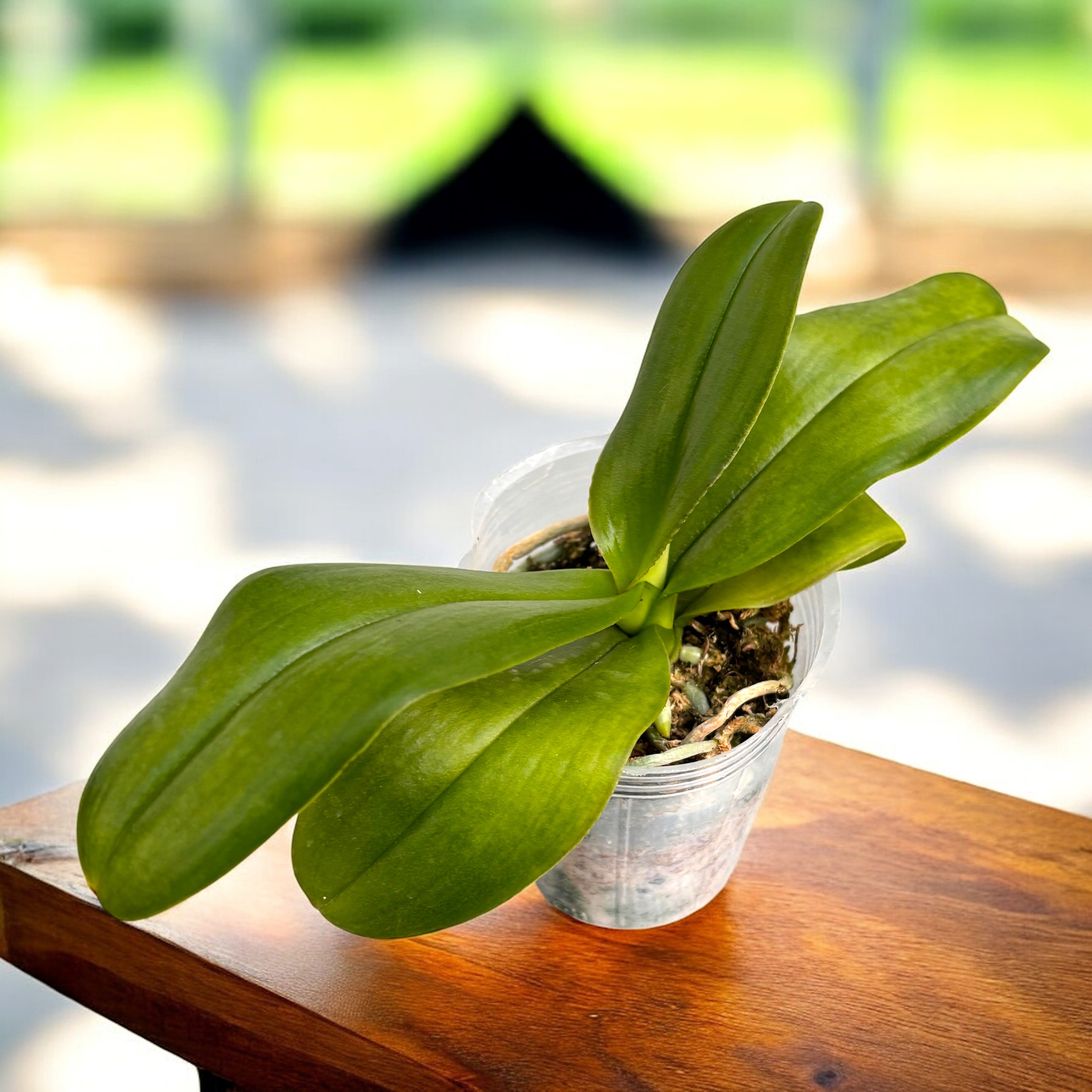 Phalaenopsis King Car Chimpanzee (Big Lip)