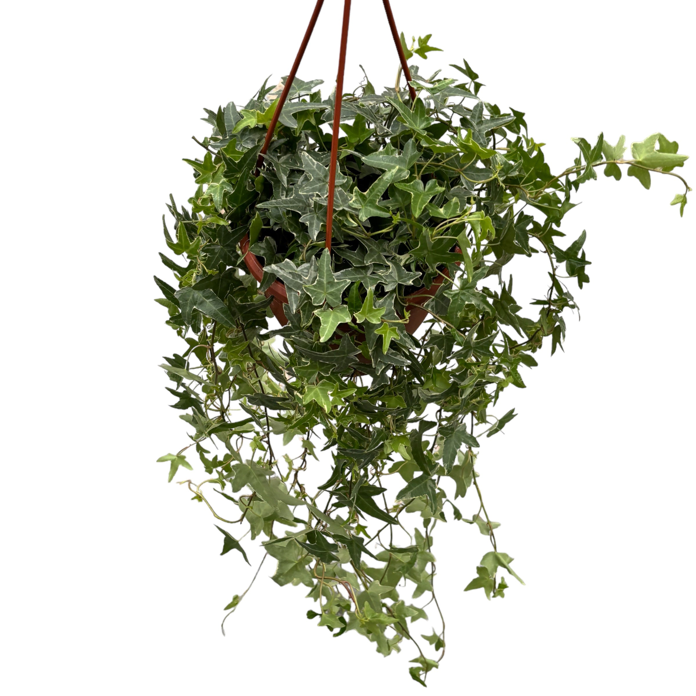 Hedera helix 'Mona Lisa' - Iedera curgatoare bicolora XL