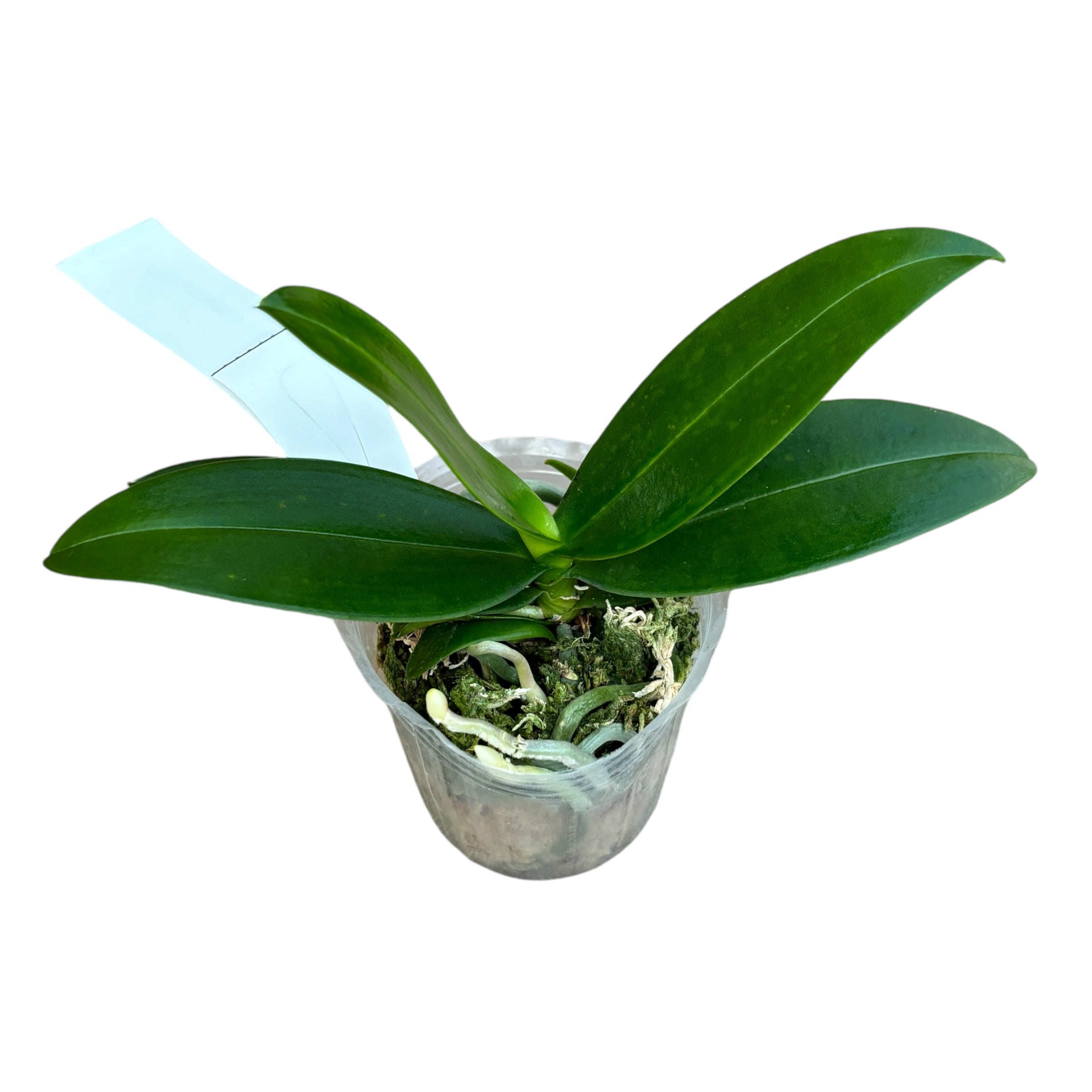 Phalaenopsis equestris (peloric)