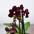 Phalaenopsis Natsume's Berry - wasachtige bloemen