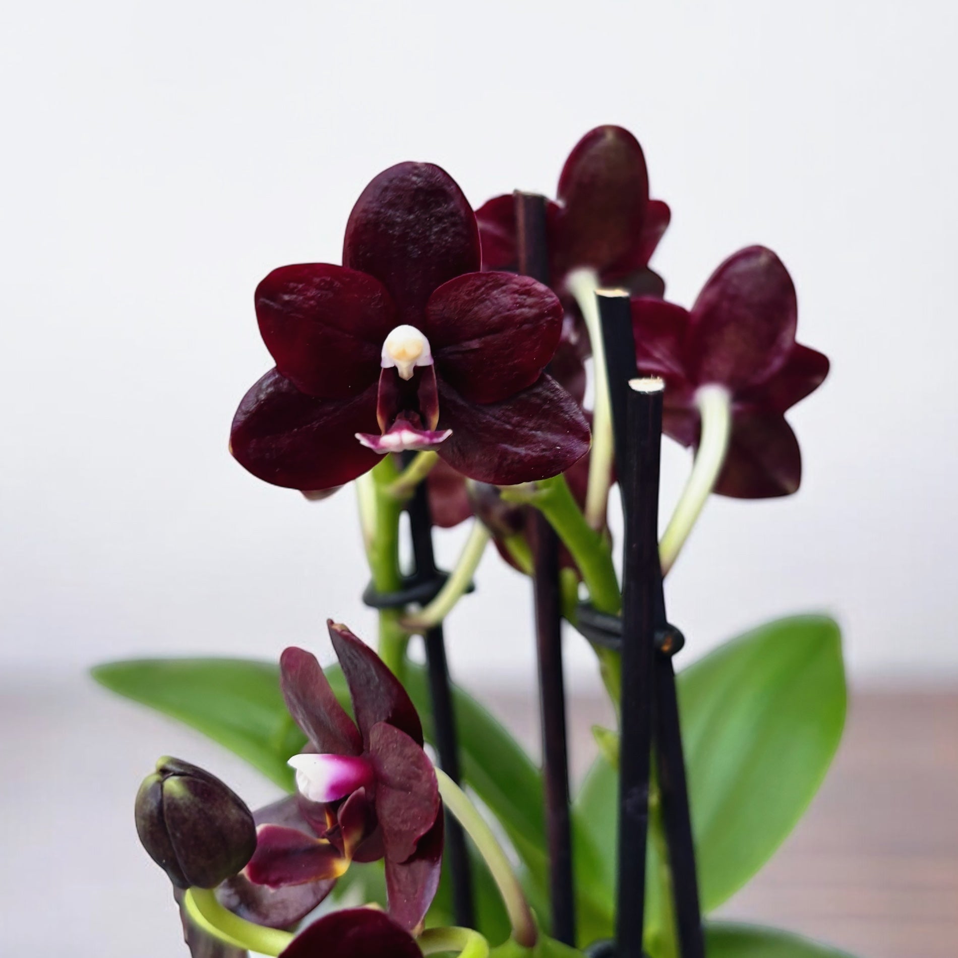 Phalaenopsis Natsume's Berry - fiori cerati