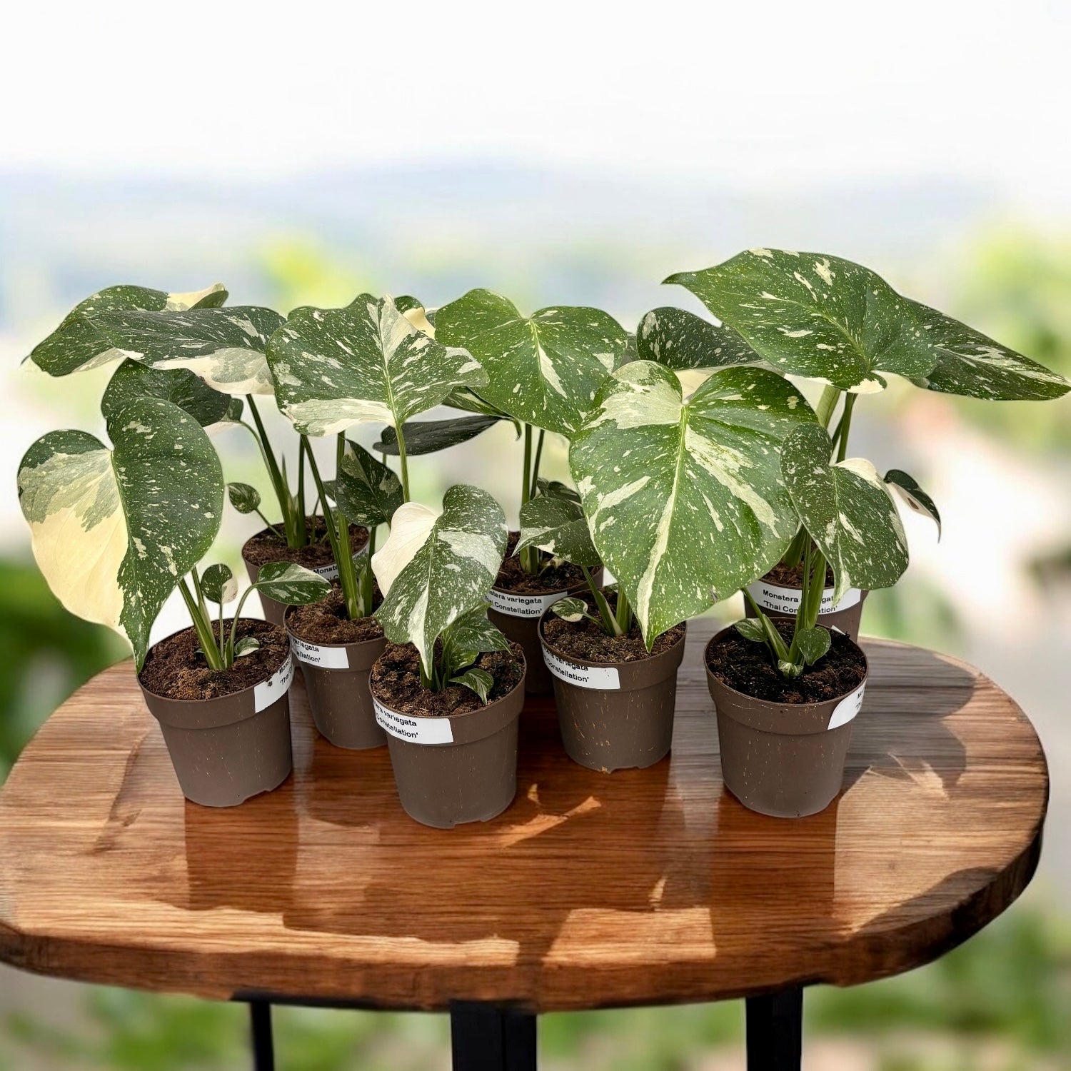 Monstera variegata 'Thai Constellation'