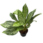 Aglaonema 'Greenlight' - egzemplarze XL (2-3 rośliny/doniczka)