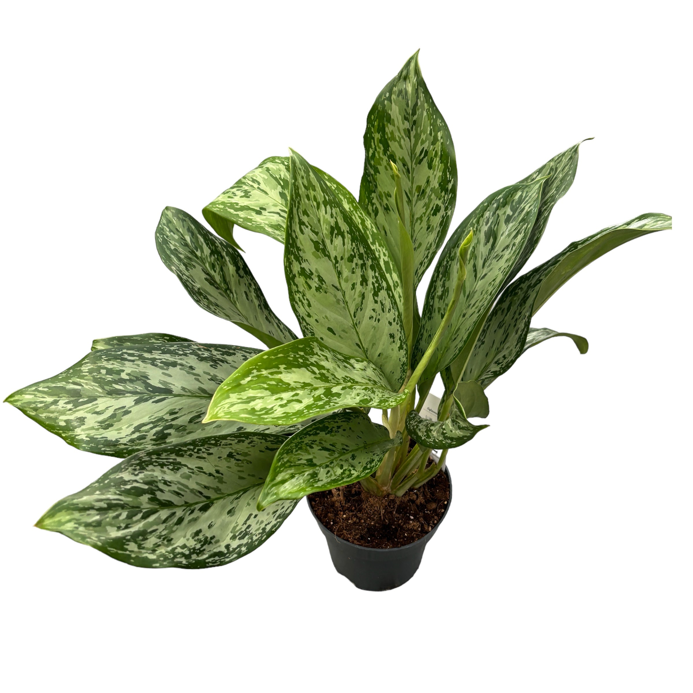 Aglaonema 'Greenlight' - exemplare XL (2-3 plante/ghiveci)
